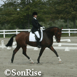 dressage